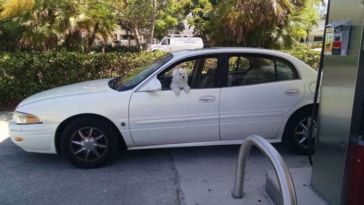 Buick at a gas station with a small white dog leaning out the driver's window