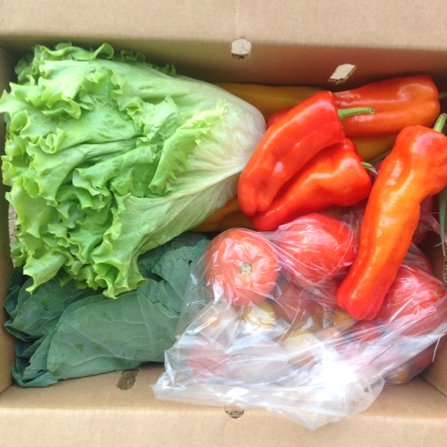 box of fresh lettuce, peppers, tomatoes, and greens