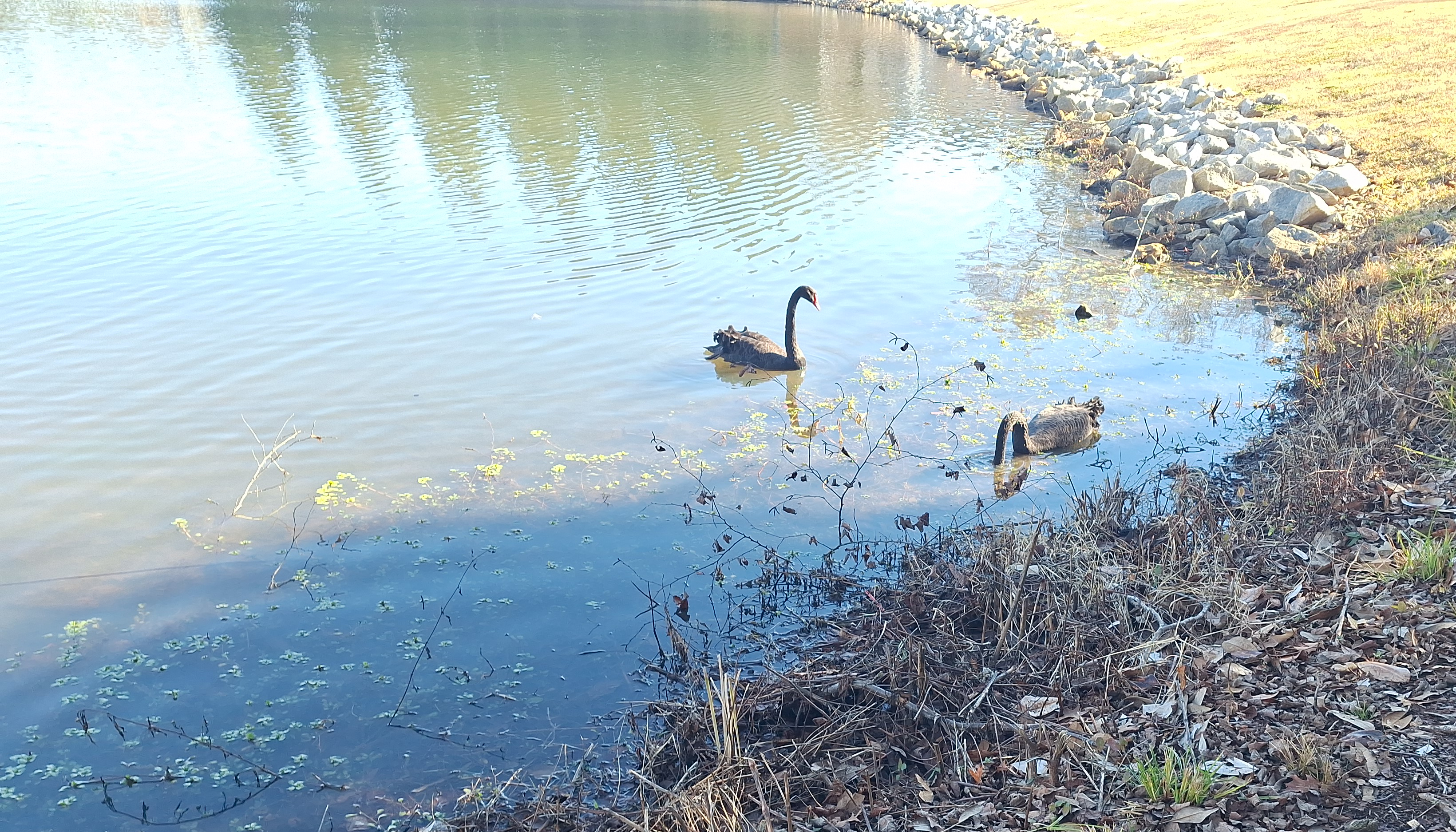 photo of lake at Furman University with two black swans